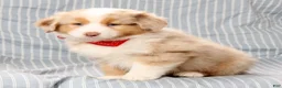 Australian Shepherd dogs for sale: Rhett - Ad 6