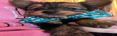 Yorkshire Terrier Puppy 1