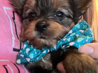 Yorkshire Terrier dogs Yorkshire Terrier Puppy 1 - Ad 42