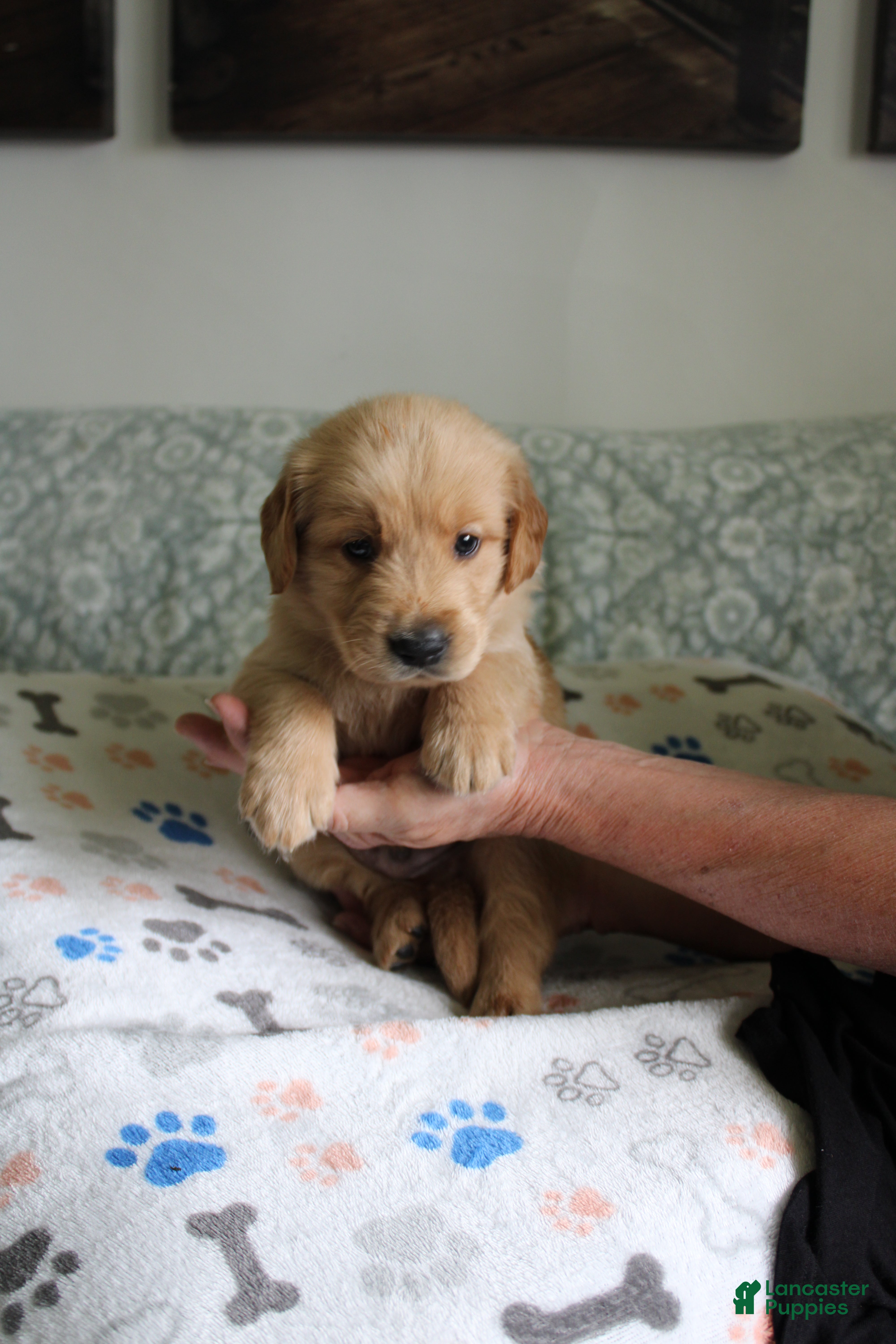 Golden Retriever dogs Golden Retriever Puppy 4 - Ad 2