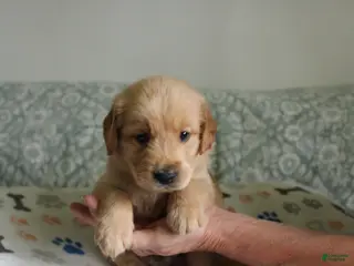 Golden Retriever dogs Golden Retriever Puppy 4 - Ad 2