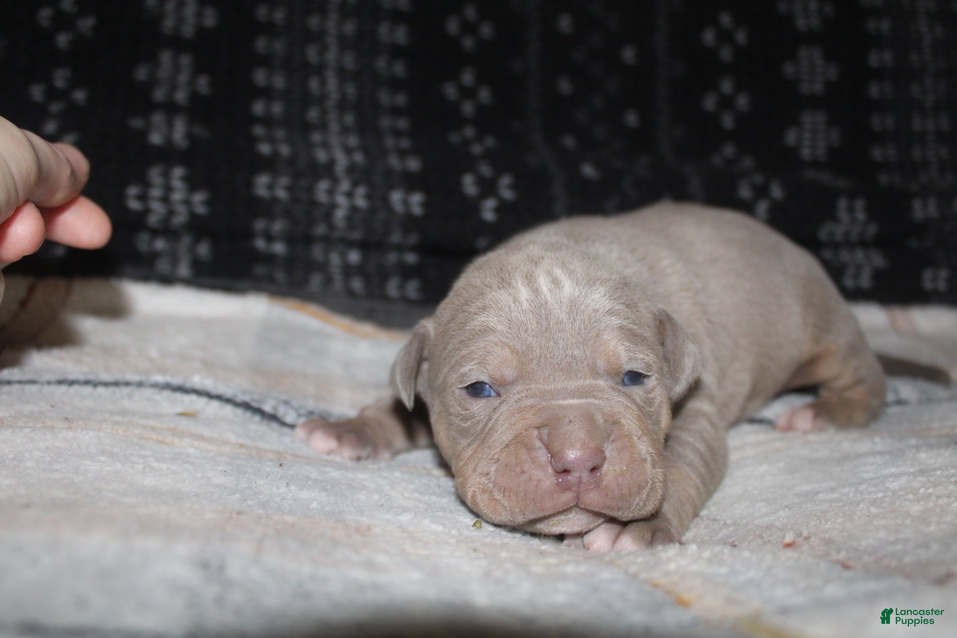 American Bully dogs Lykin - Ad 30