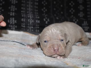 American Bully dogs Lykin - Ad 30