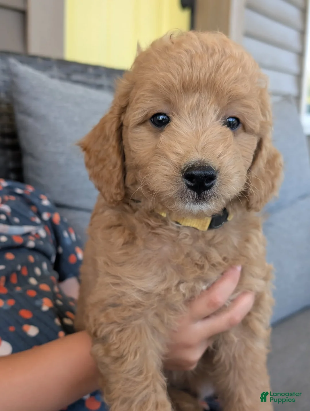 Mini Goldendoodle dogs for sale: Mini Goldendoodle Male - Ad 4