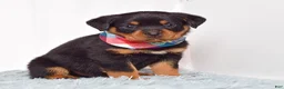 Rottweiler dogs for sale: Warrior - Ad 6