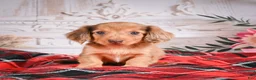 Miniature Dachshund dogs for sale: AKC-Edgar - Ad 1