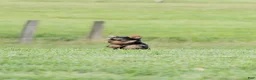 Yorkshire Terrier dogs for sale: Jackson - Ad 6
