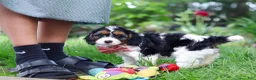 Cavapoo dogs for sale: Missy - Ad 4