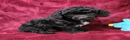 Miniature Poodle dogs for sale: Miniature Poodle black boy - Ad 7