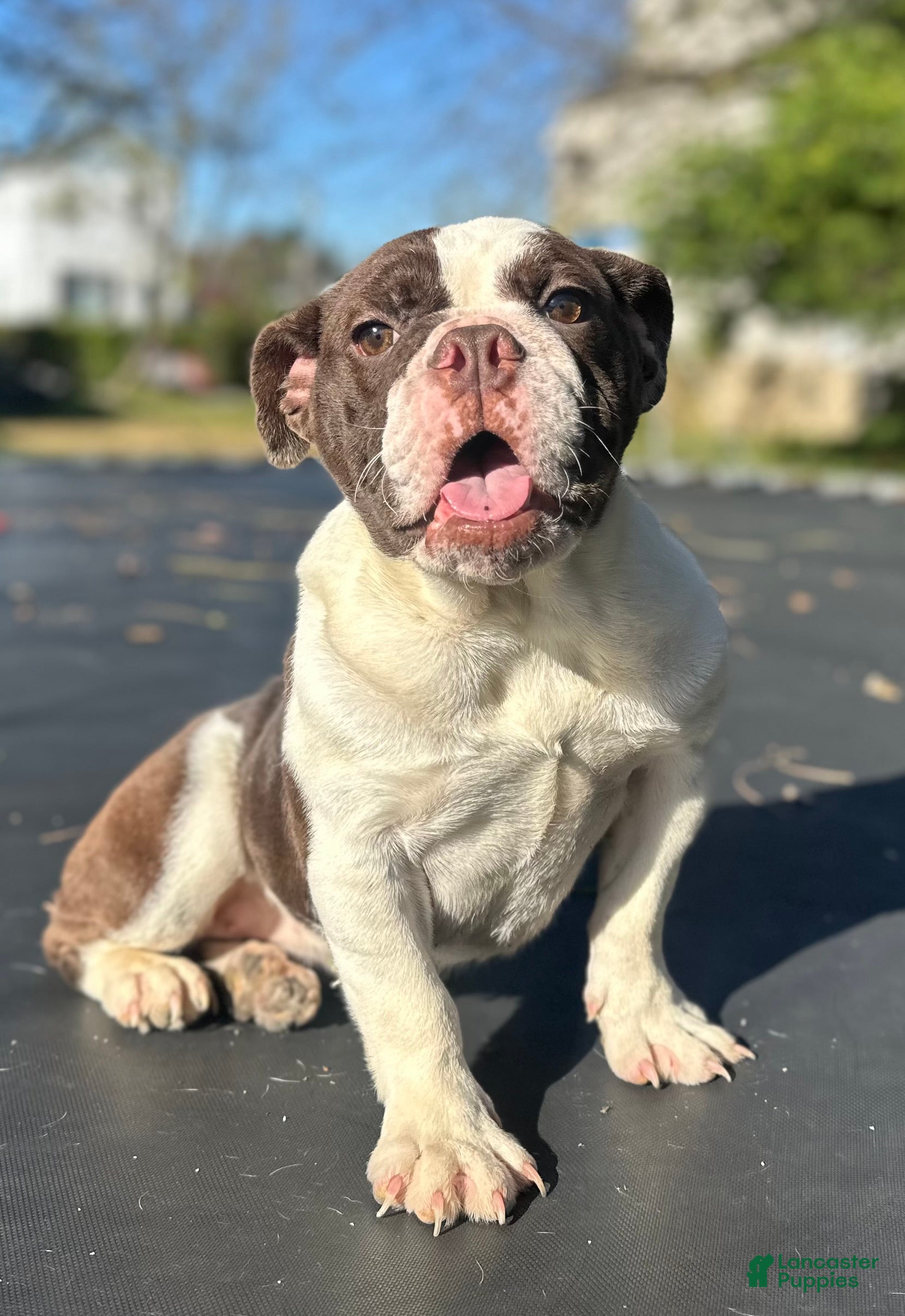 English Bulldog dogs English Bulldog Puppy 2 - Ad 25