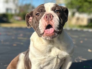 English Bulldog dogs English Bulldog Puppy 2 - Ad 40