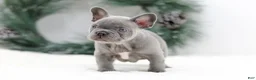 French Bulldog dogs for sale: Kaden - Ad 5