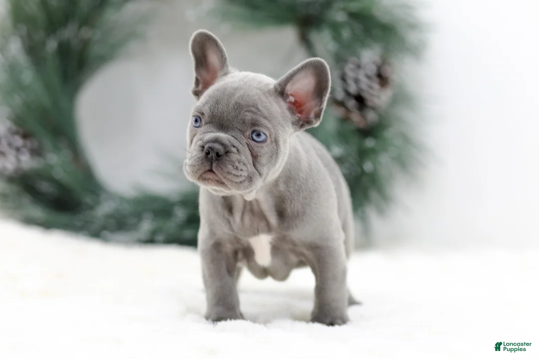 French Bulldog dogs for sale: Kaden - Ad 5