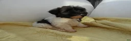 Havanese dogs for sale: Rocky-Male - Ad 6