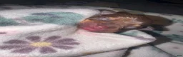 Chihuahua dogs for sale: Chihuahua 2 - Ad 6