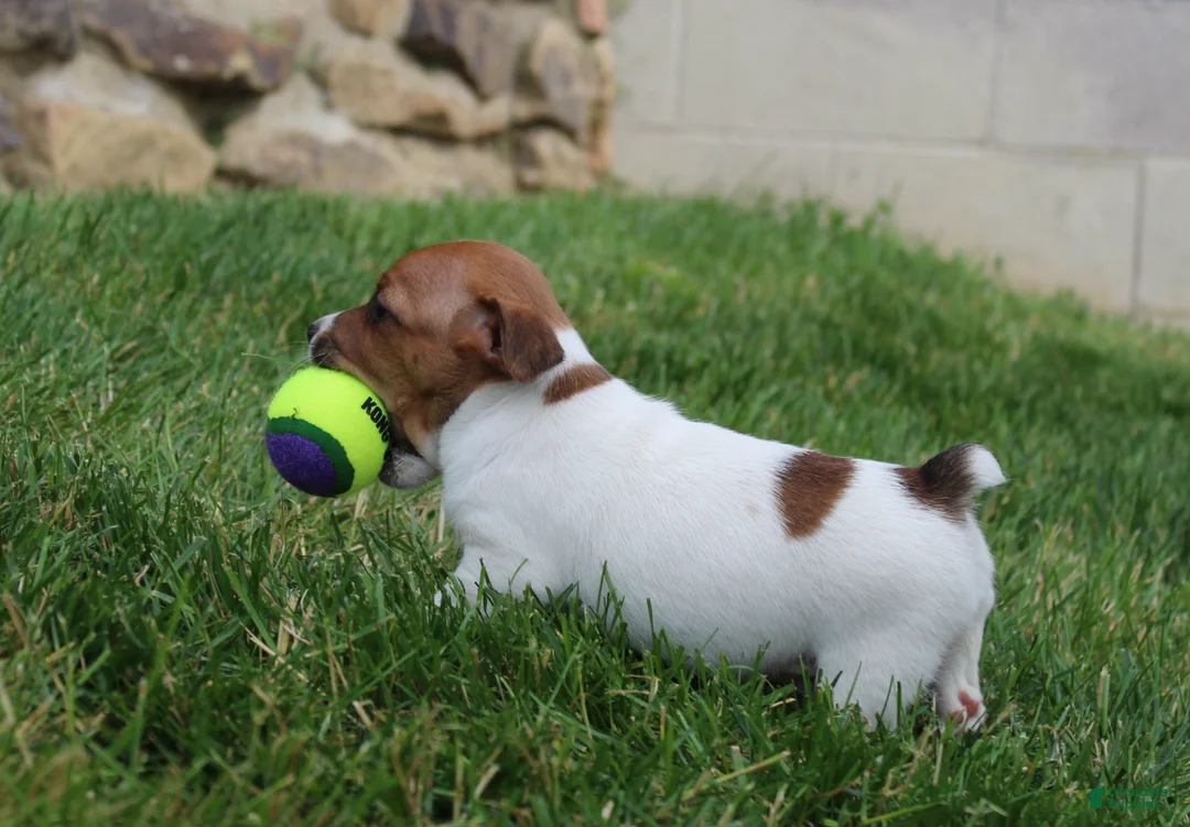 Jack Russell Terrier dogs for sale: Teddy - Ad 2