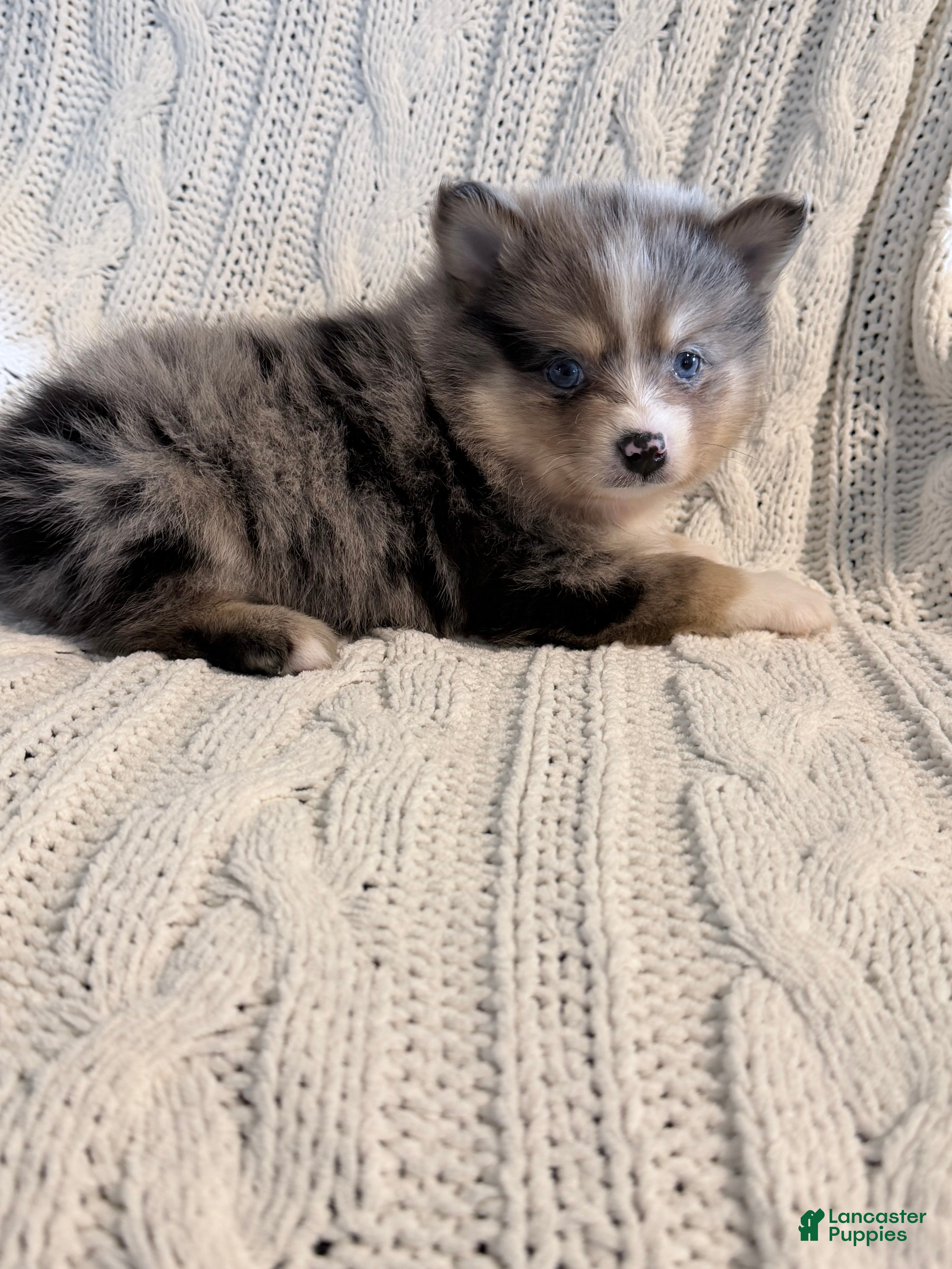 Pomsky dogs boe - Ad 1
