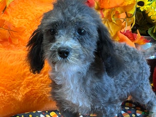 Maltipoo dogs - Ad 3