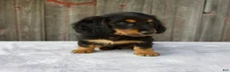 Miniature Dachshund dogs for sale: Murphy - Ad 5