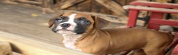 Boxer dogs for sale: Russel - Ad 4