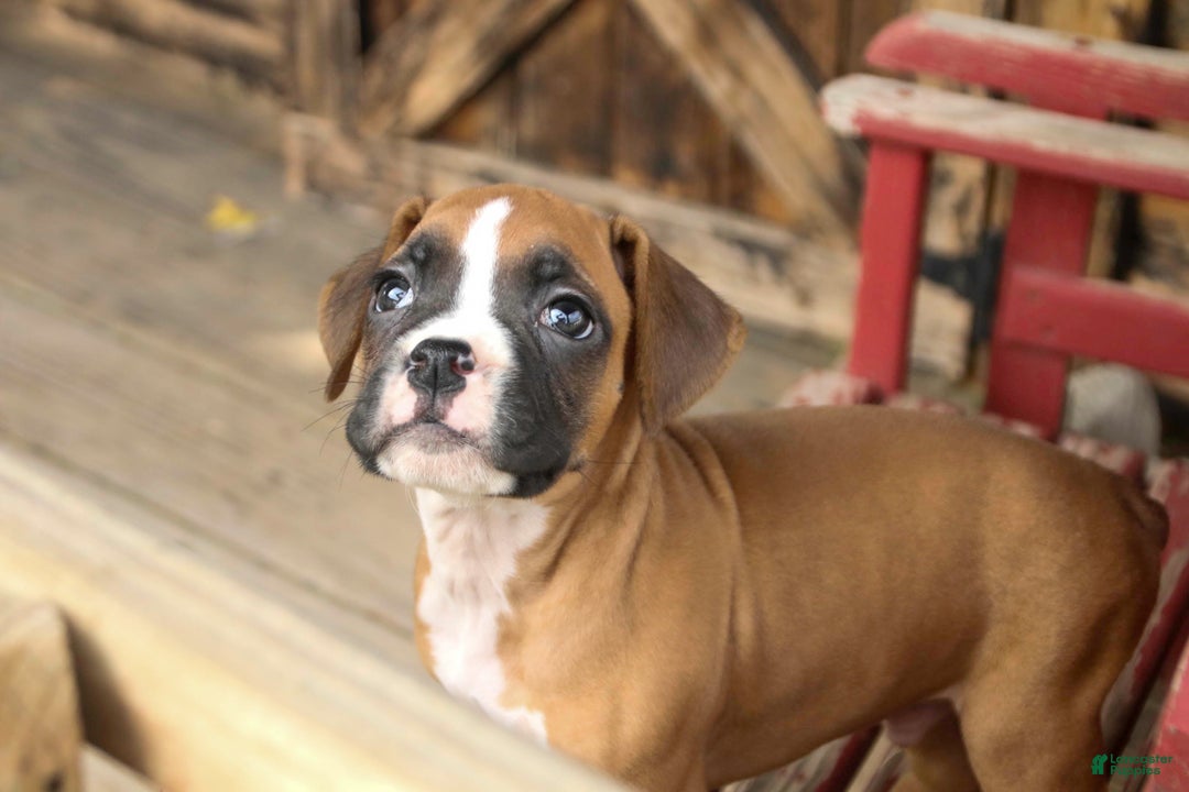 Boxer dogs for sale: Russel - Ad 4