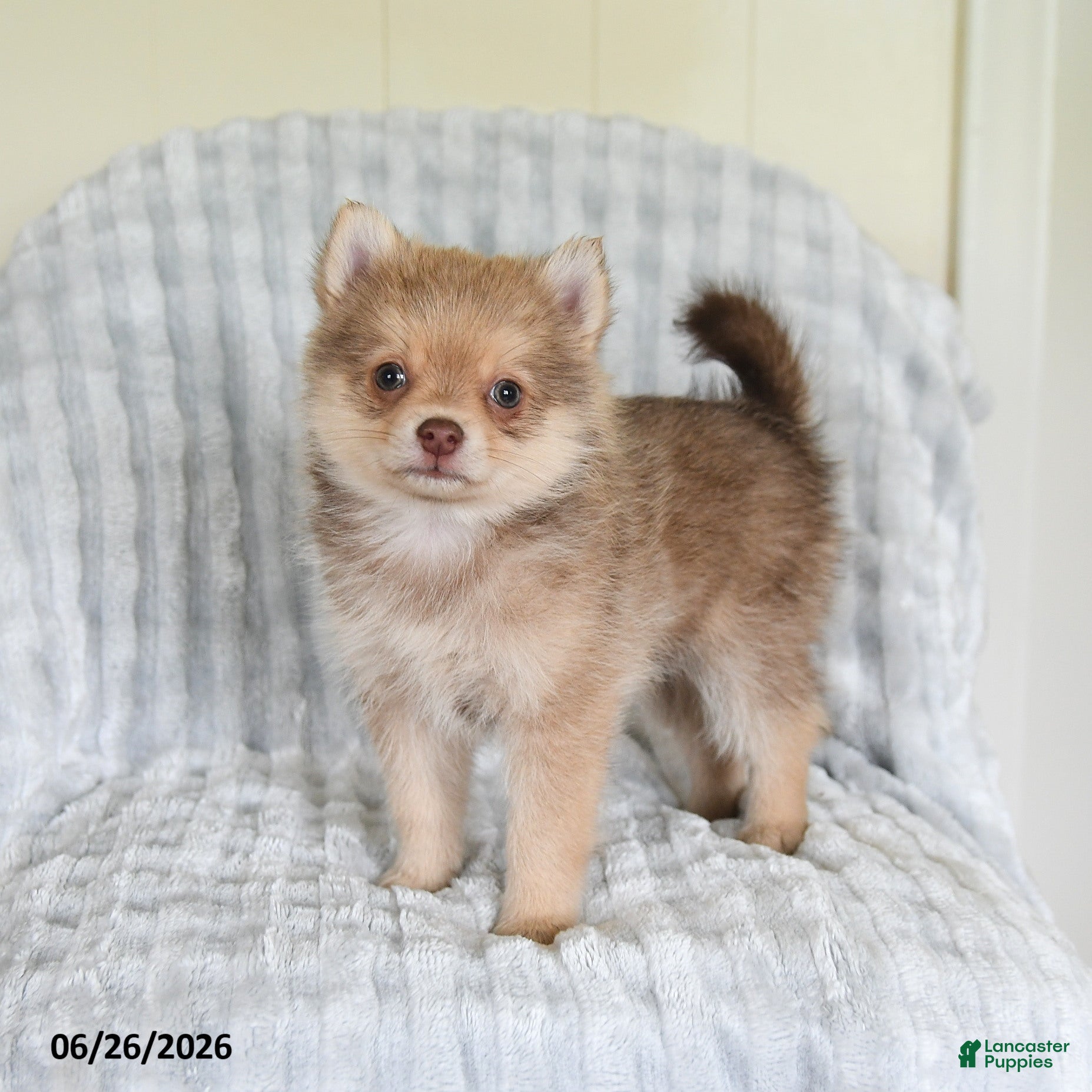 Pomsky dogs Tommy - Ad 1