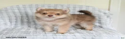 Pomsky dogs for sale: Tommy - Ad 1