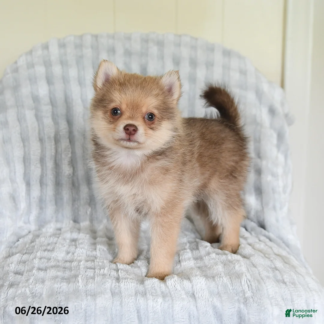 Pomsky dogs for sale: Tommy - Ad 1