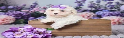Maltipoo dogs for sale: Sandra - Ad 1
