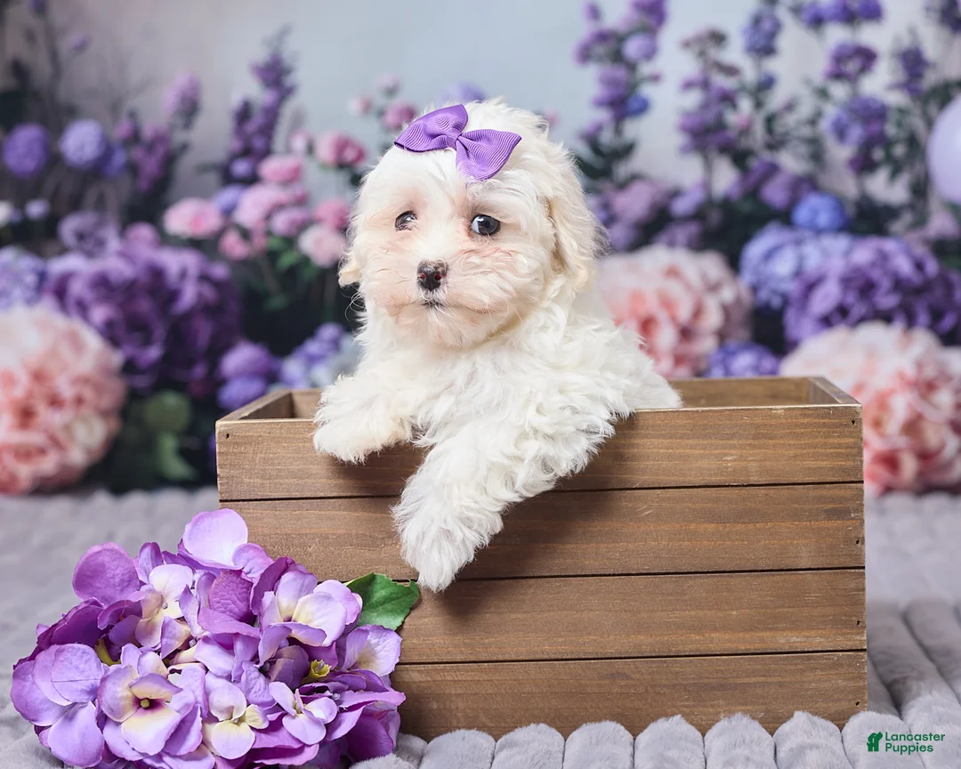 Maltipoo dogs for sale: Sandra - Ad 1