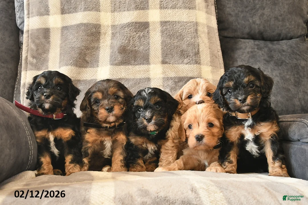 Cavapoo dogs for sale: Cinderella   - Ad 5