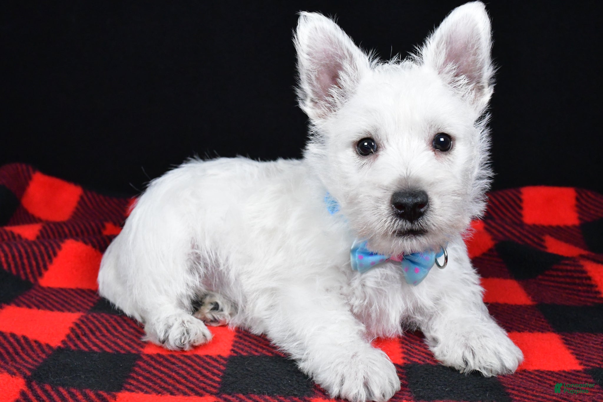 West Highland Terrier dogs Kenny - Ad 2