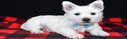 West Highland Terrier dogs for sale: Kenny - Ad 2