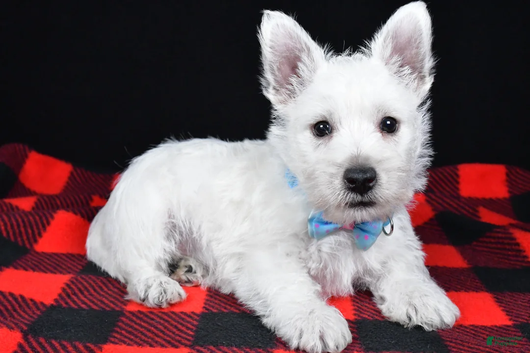 West Highland Terrier dogs for sale: Kenny - Ad 2