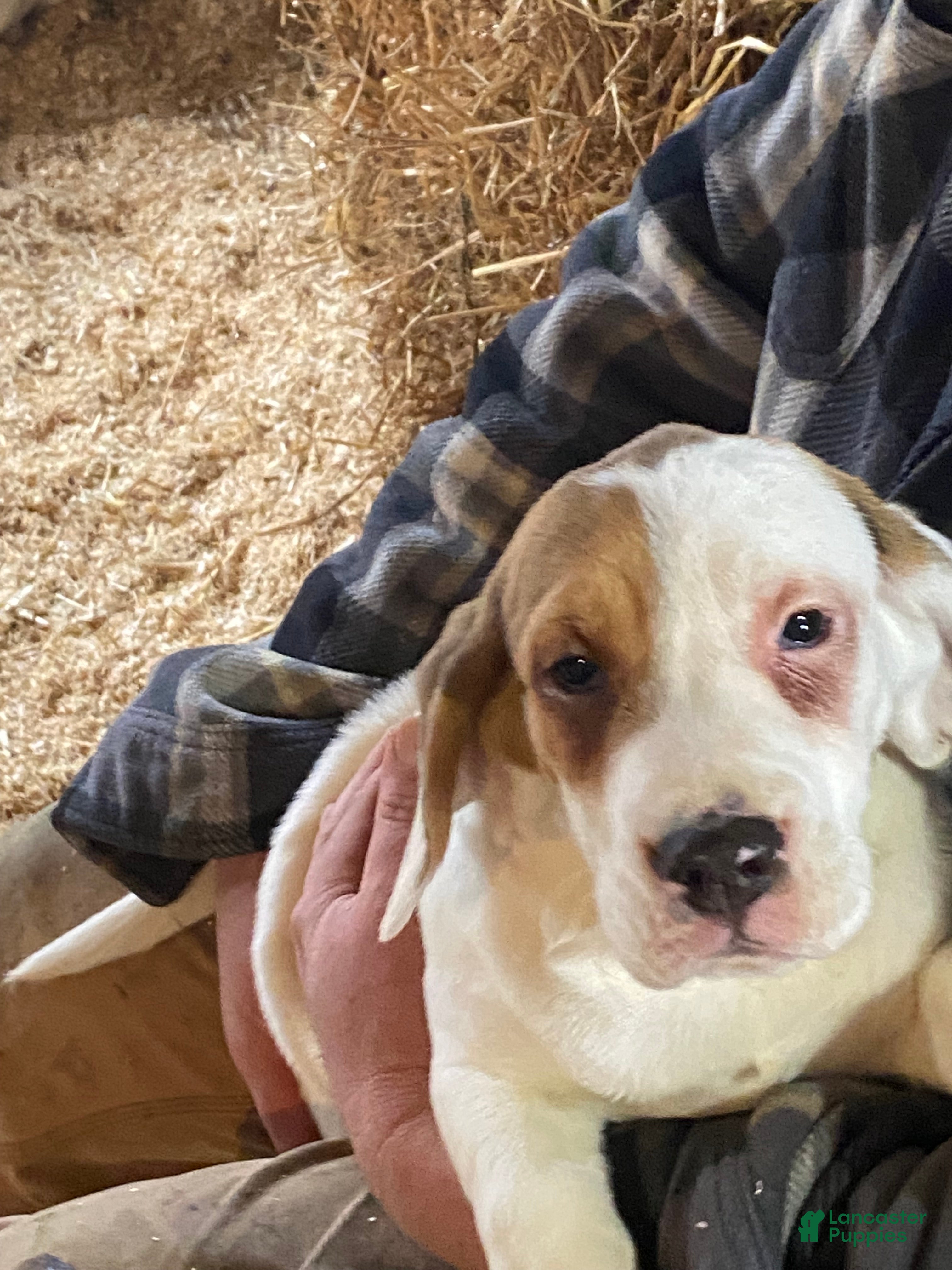 Mixed Breed dogs Angel  - Ad 1