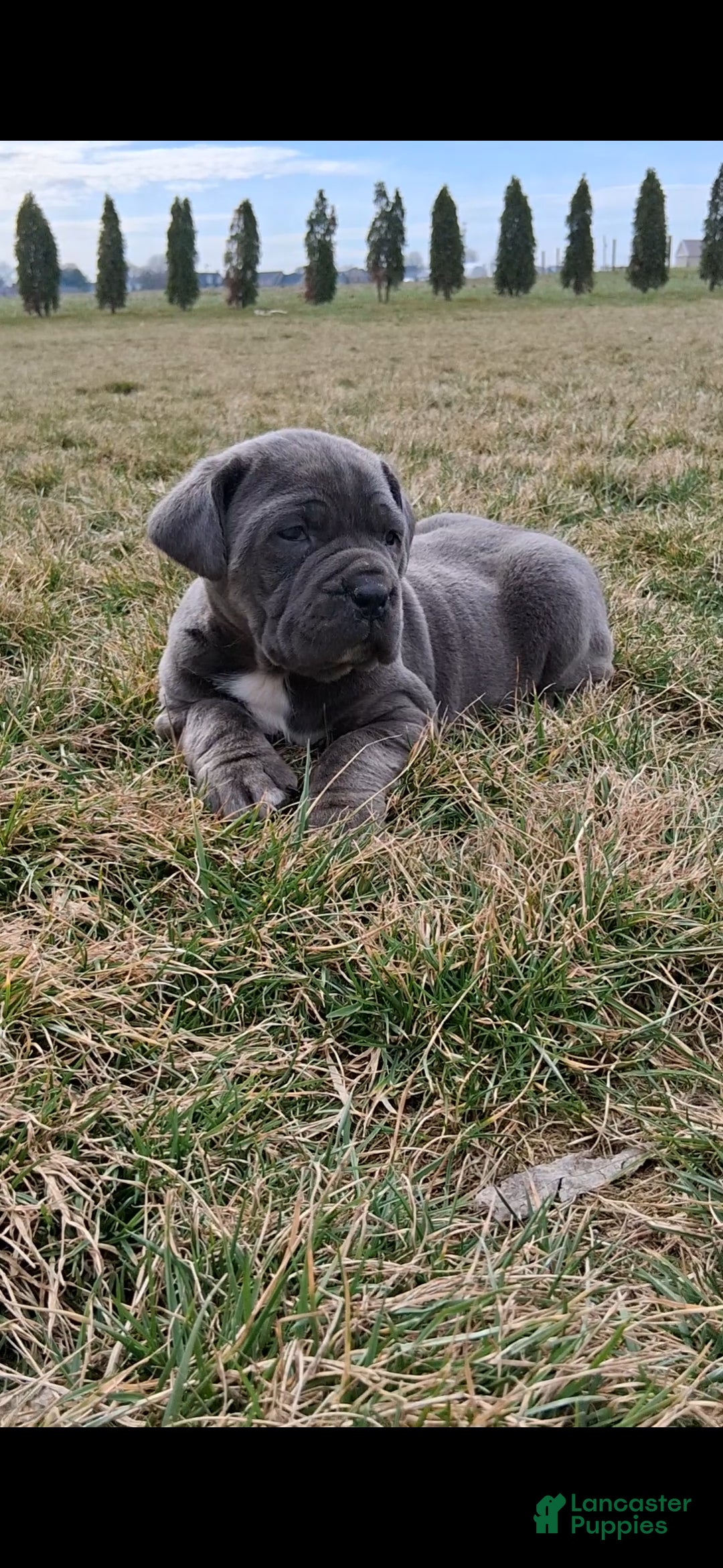 Cane Corso dogs Brianna - Ad 1