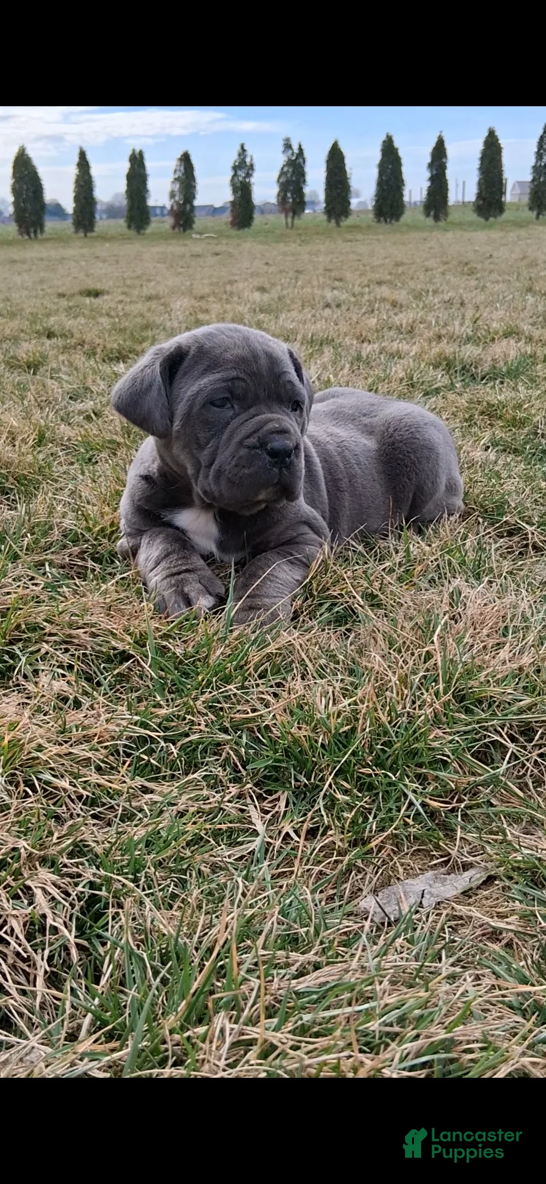 Cane Corso dogs for sale: Brianna - Ad 1