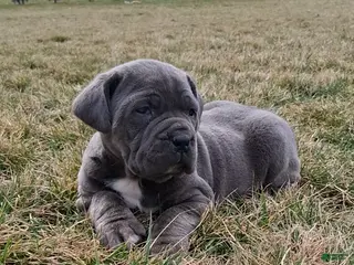 Cane Corso dogs for sale: Brianna - Ad 1
