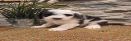 Mini Bernedoodle dogs for sale: ELLIE - FEMALE Mini Bernedoodle 3 - Ad 4