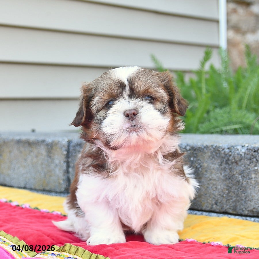 Shih Tzu dogs Blossom  - Ad 2