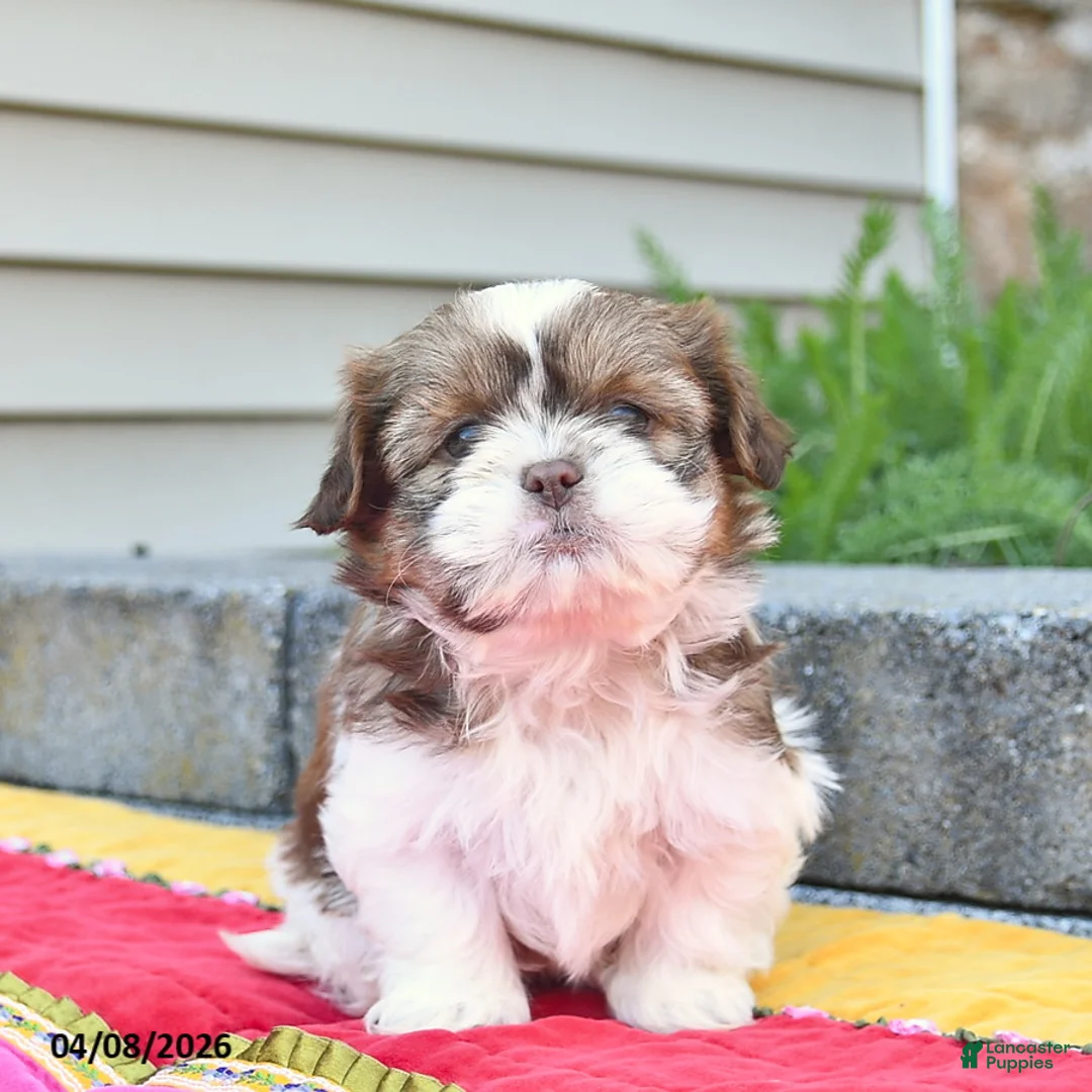 Shih Tzu dogs for sale: Blossom  - Ad 2