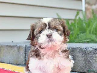 Shih Tzu dogs for sale: Blossom - Ad 3