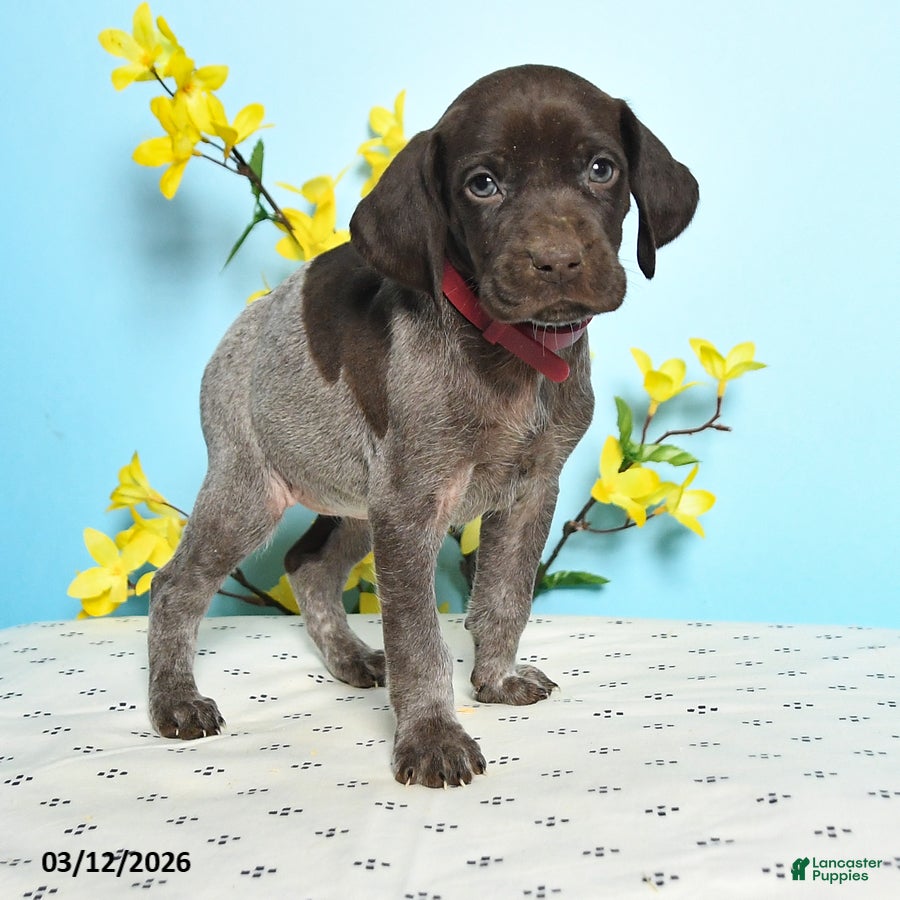 German Shorthaired Pointer dogs Tootsie - Ad 2