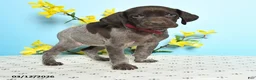 German Shorthaired Pointer dogs for sale: Tootsie - Ad 2