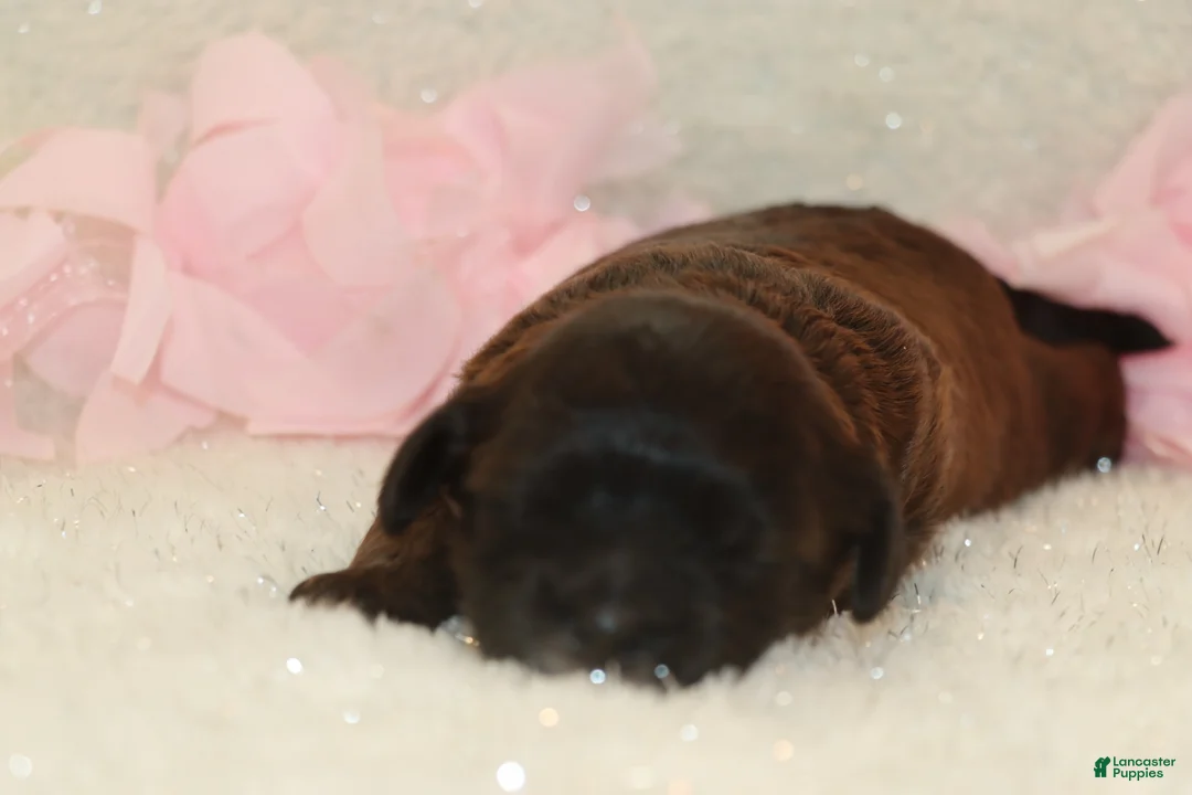 Shihpoo dogs for sale: Laura - Ad 5