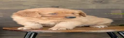 Golden Retriever dogs for sale: Tyson - Ad 7