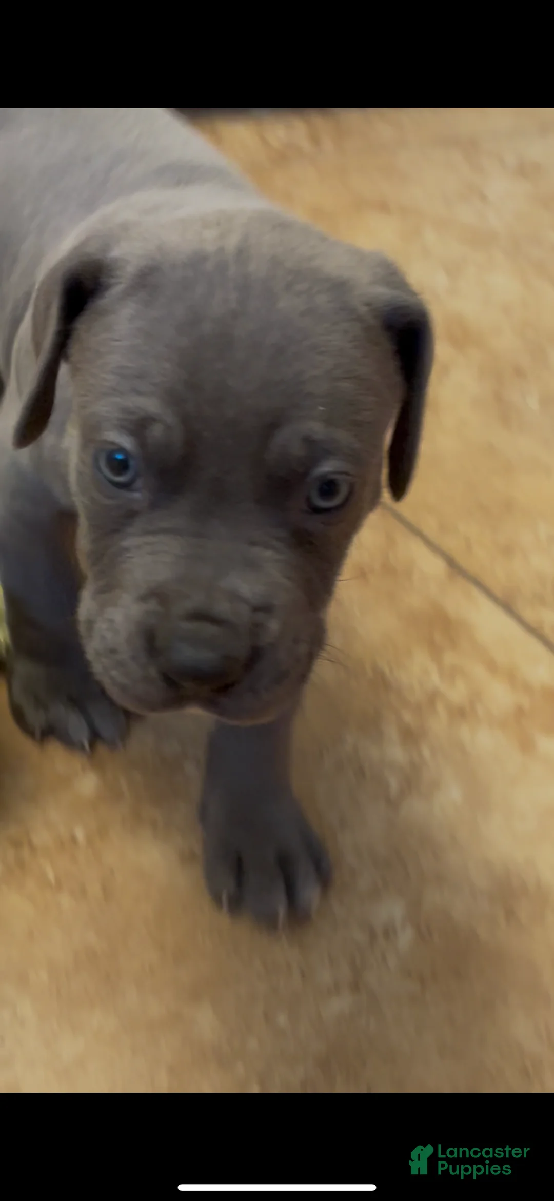 Great Dane dogs for sale: Great Dane Puppy 5 - Ad 5