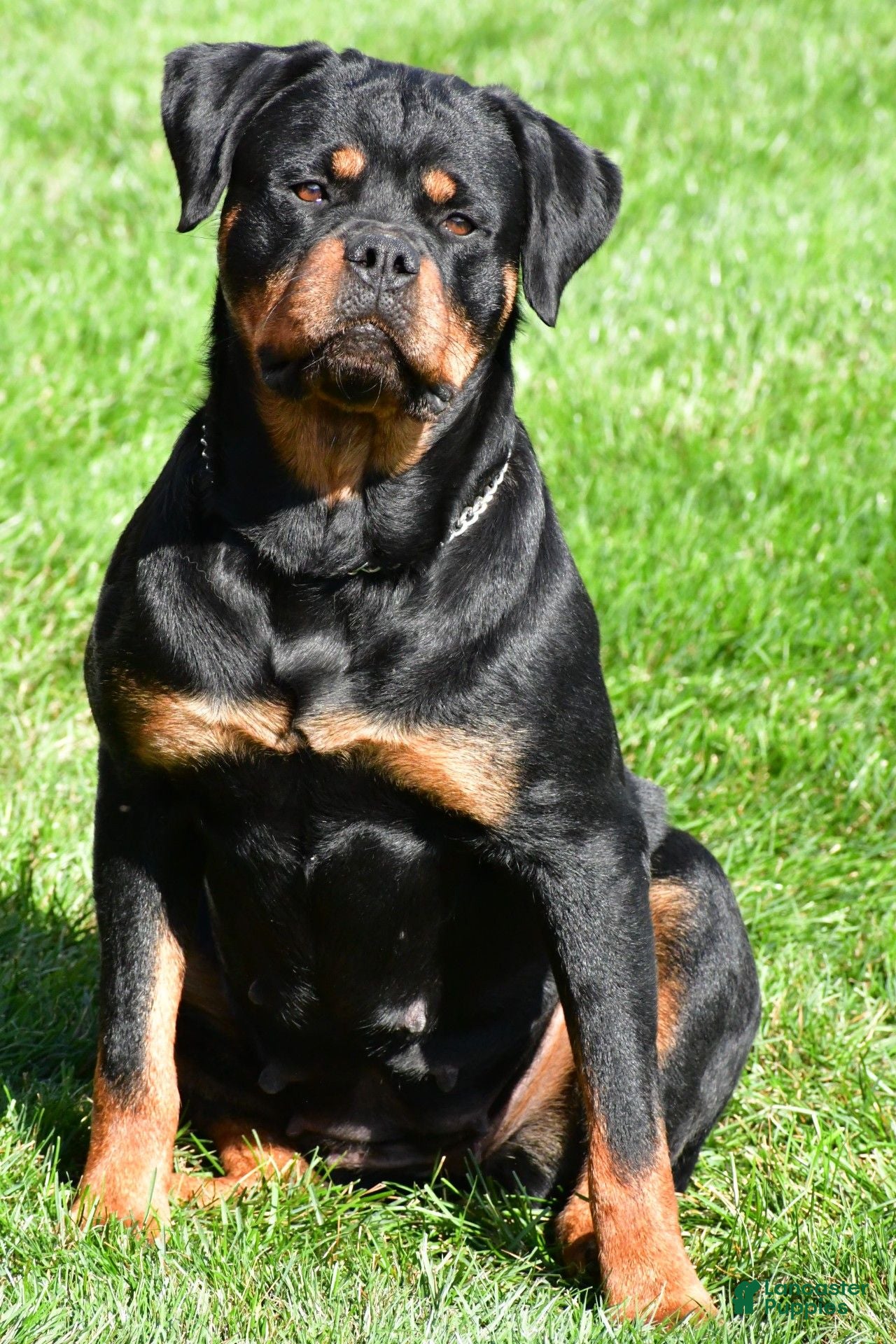 Rottweiler dogs Rottweiler 1 - Ad 2