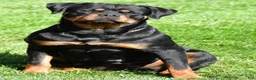 Rottweiler dogs for sale: Rottweiler 1 - Ad 2