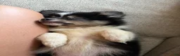 Pomeranian dogs for sale: Puppy 1 - Ad 3